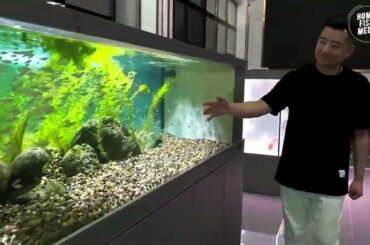 Aquarium video goldfish betta fish and koi fish in planted tank #196