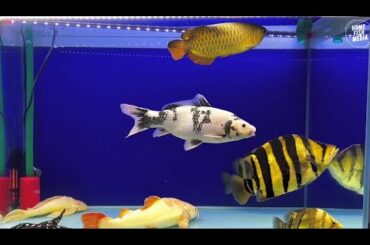 Aquarium video goldfish betta fish and koi fish in planted tank #195