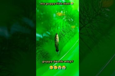 Reasons for my guppy fish death!! 😥😭 #guppyfish #death #aquarium #shorts #youtubeshorts #shortvideo