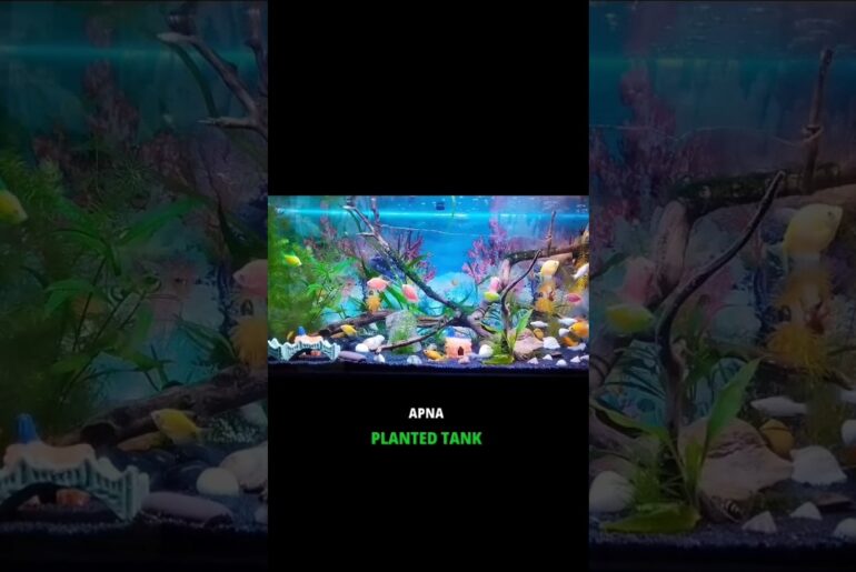 Planted Tank 💚 || #shorts #youtubeshorts #viral #plantedtank #plantedaquarium #driftwood #aquarium