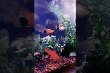 platy fish | #shortvideo #viralvideo #shortsfeed #viral #fish #aquarium #video #fishtank #fishvideo