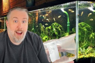 Where Do I Buy My Aquarium Fish? My Favorite Online Retailer