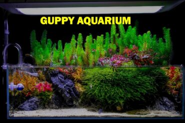 Planted Guppy Aquarium
