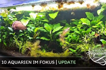 Aquarium-Check: Die neuesten Entwicklungen in 10 meiner aktuellen Aquarien! 🐚💧 | Aquarinas Update