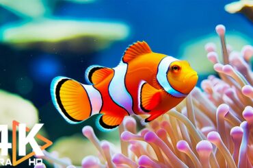 Aquarium 4K VIDEO (ULTRA HD) 🐠 Beautiful Coral Reef Fish - Colorful Marine Life & Peaceful Music #9