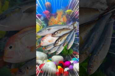 Salo sal tak fish nhi maregi bas ye karlo #pets #fish #aquarium #fishtank #petsvlog #mollyfish
