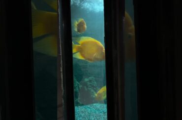 Bagh-E-Bahu Aquarium Jammu: A must visit place for all aquarium hobbyists