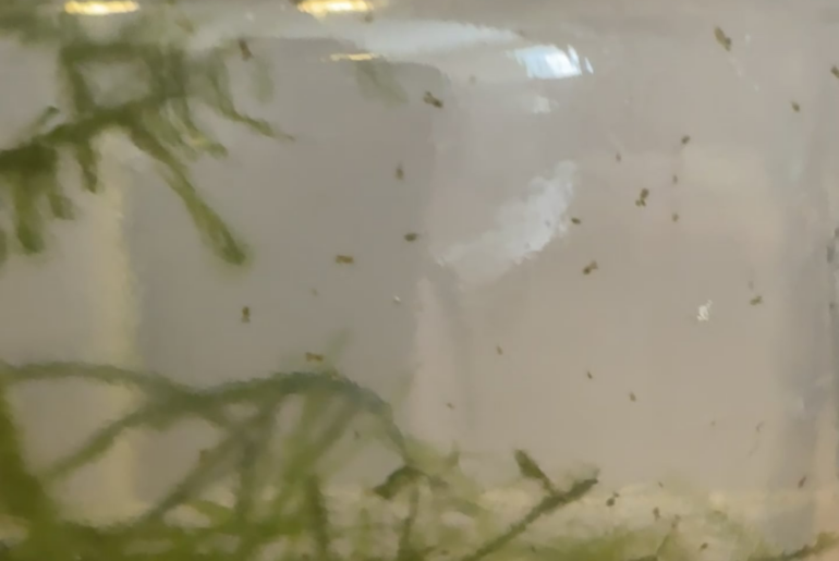What are these?? I don’t see them in my main tank, but found them after siphoning out some of the substrate