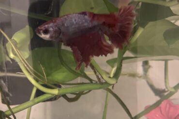 What can I do for my sweet betta to thrive?
