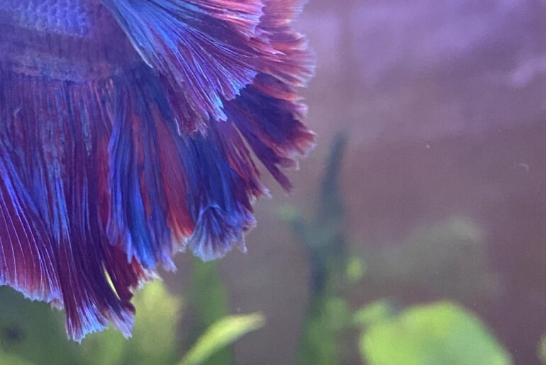 What’s wrong with his fins?