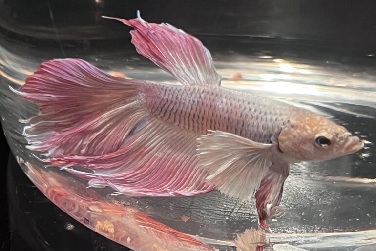 Please help! Just rescued a betta and he’s also my first. Any signs of disease?