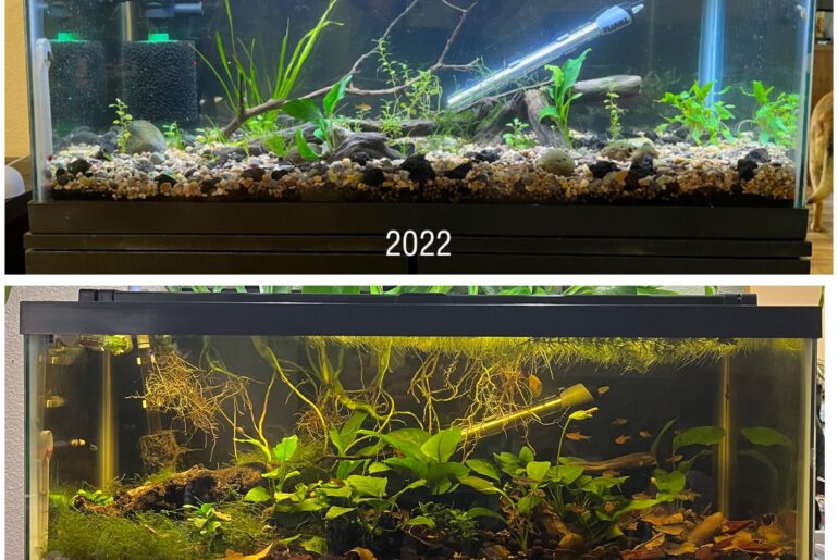 Would love to see everyone else’s tanks transformations over the years! Have they stayed the same? Or have they been through some major changes?
