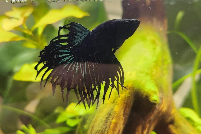 Young betta, possible tumor?