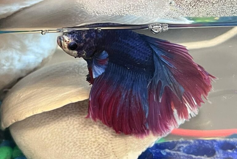 Update on the bio teacher with the betta fish: he’s in fish heaven now and I’m still pissed (TRIGGER WARNING very clear photo of very dead fish on 4th slide)