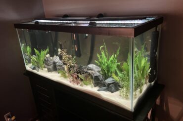 What should I stock the rest of my 75g aquarium with?  It’s the future home for my red tail shark, 5 tiger barbs, and 5 green tiger barbs.   Aqadvisor says I can add a lot more but it’s so many don’t really trust it.