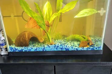 Put some PetCo Imagitarium Tanins in, and the tank is now green.