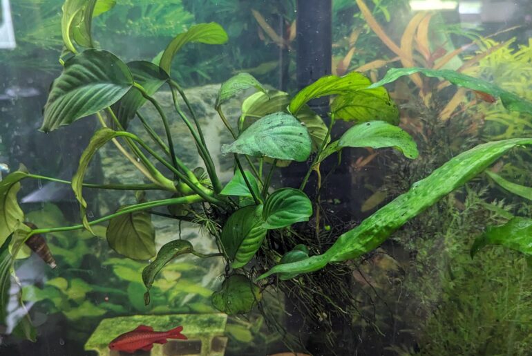 I've never anchored this anubias to anything and it seems to be pretty happy being a "floating plant"
