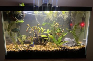 My lil 10 gallon project :)
