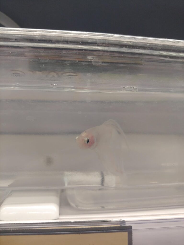 INTRODUCING MY BABY STAR (pictures taken at the pet shop)