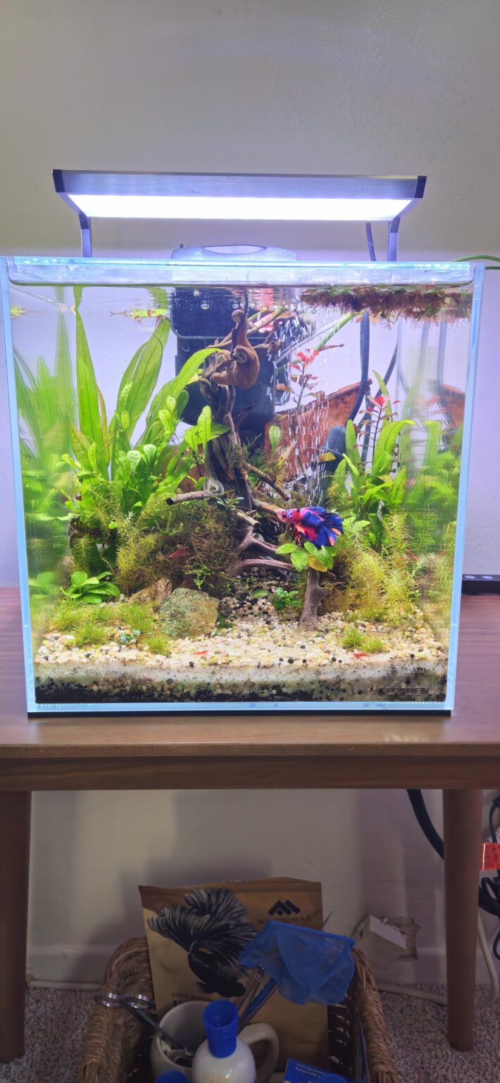 First betta