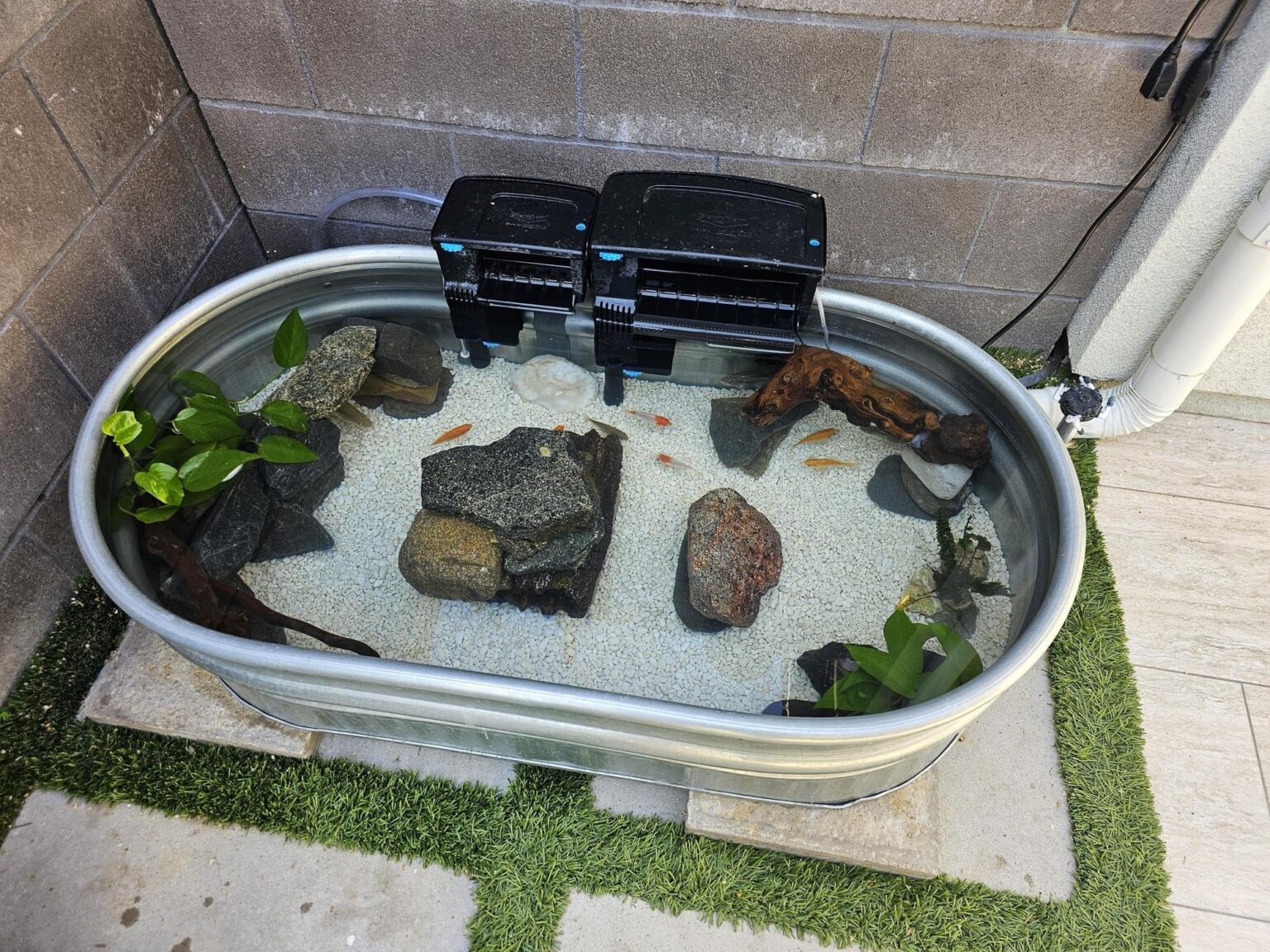 Outdoor tank with bass, goldfish, crayfish, tadpoles
