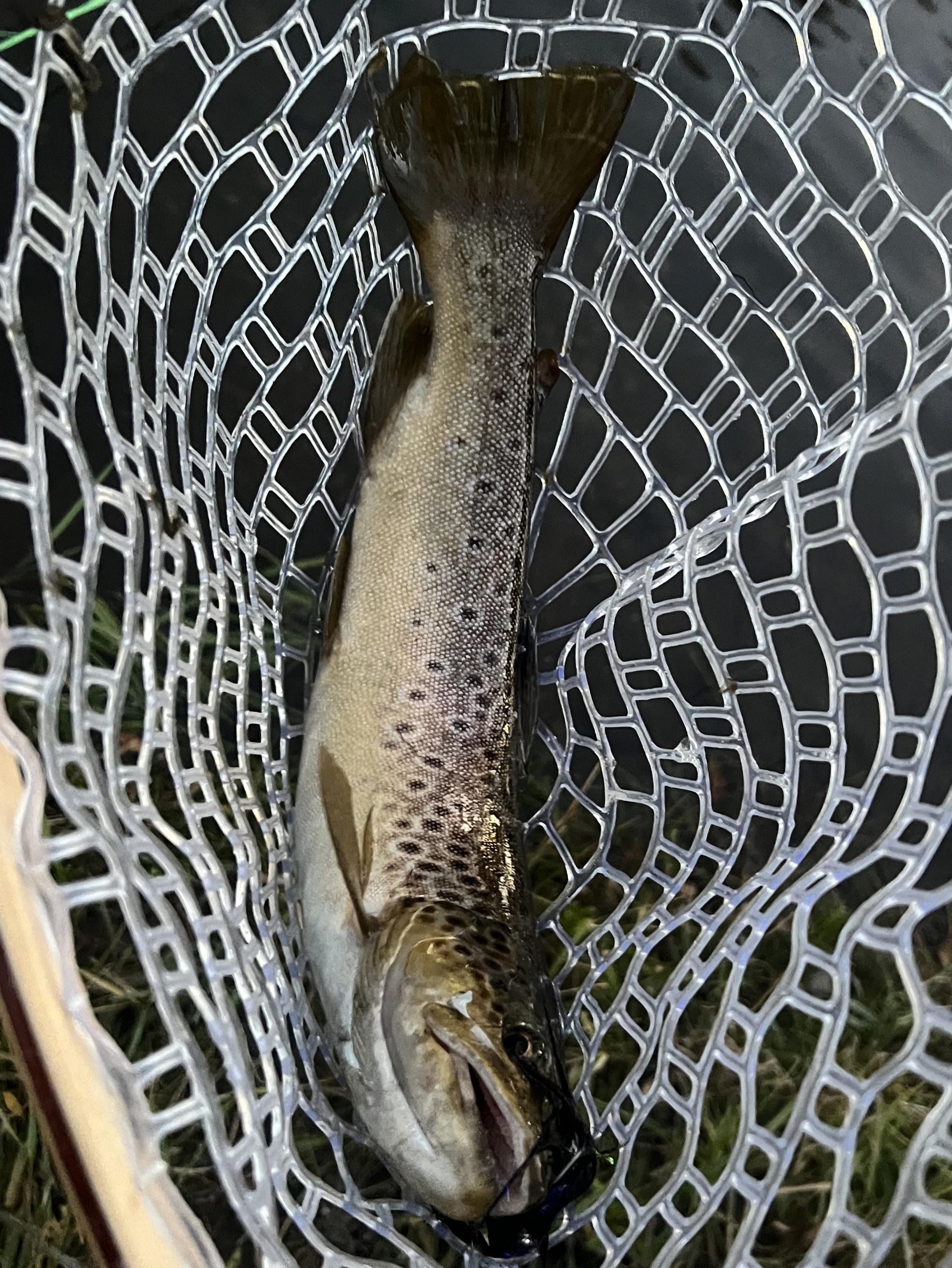 Hello streamer season - Flake Food