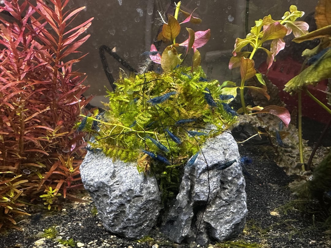 Java Moss Shrimp Aquariums: Shrimp love their Java Moss - Flake Food