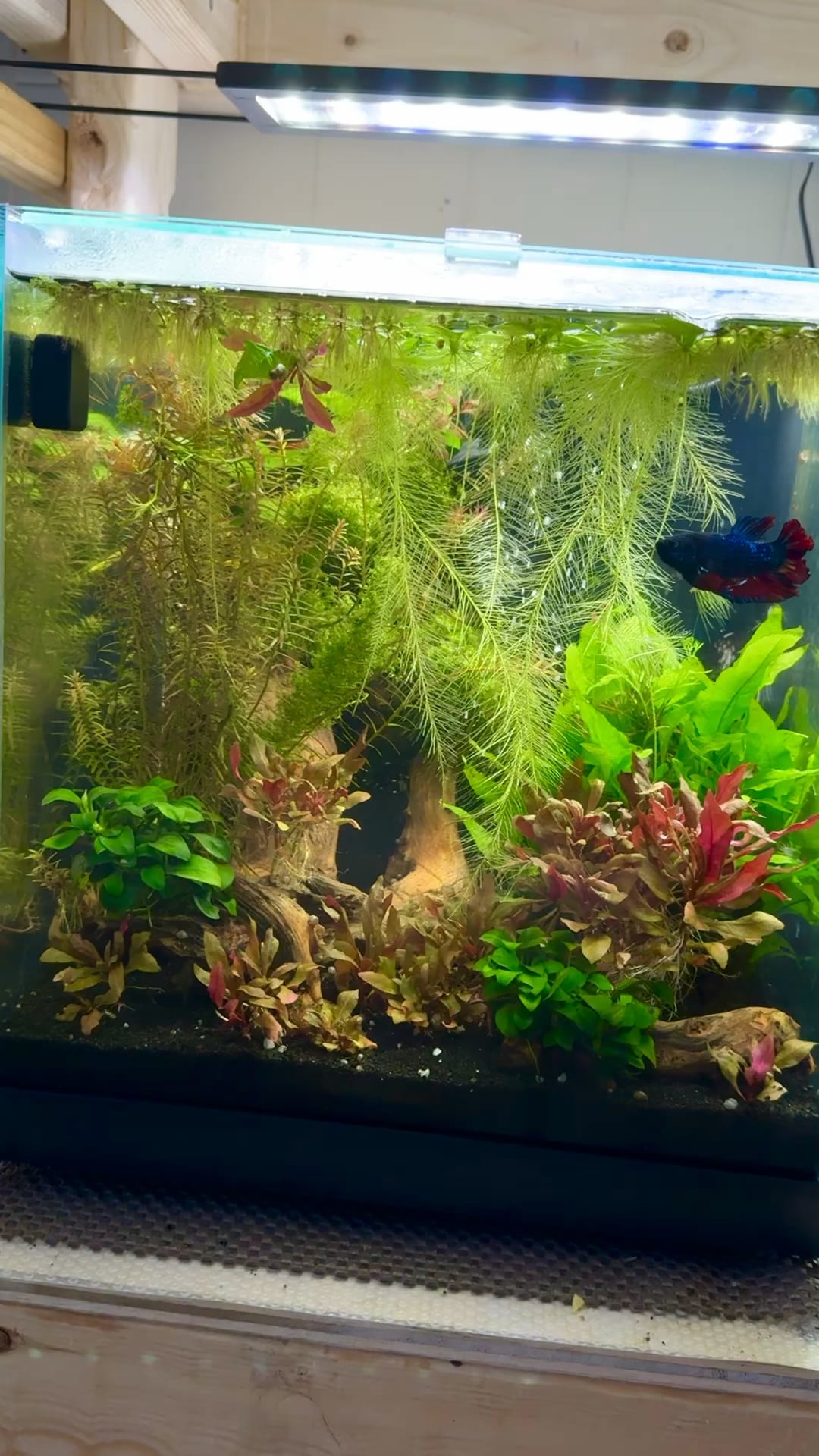 Betta Fish: Just a small tour through my bettas… - Flake Food
