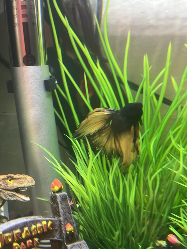 Icarus and his tank mates