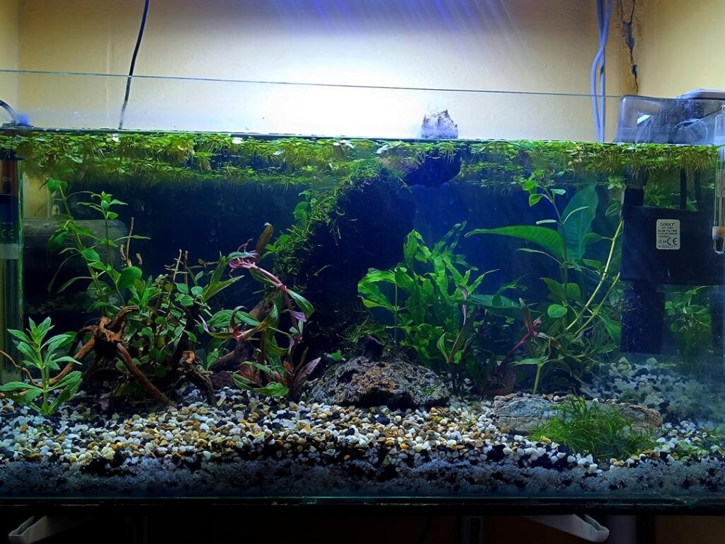 Tried out a new aquarium setup after 6 years.