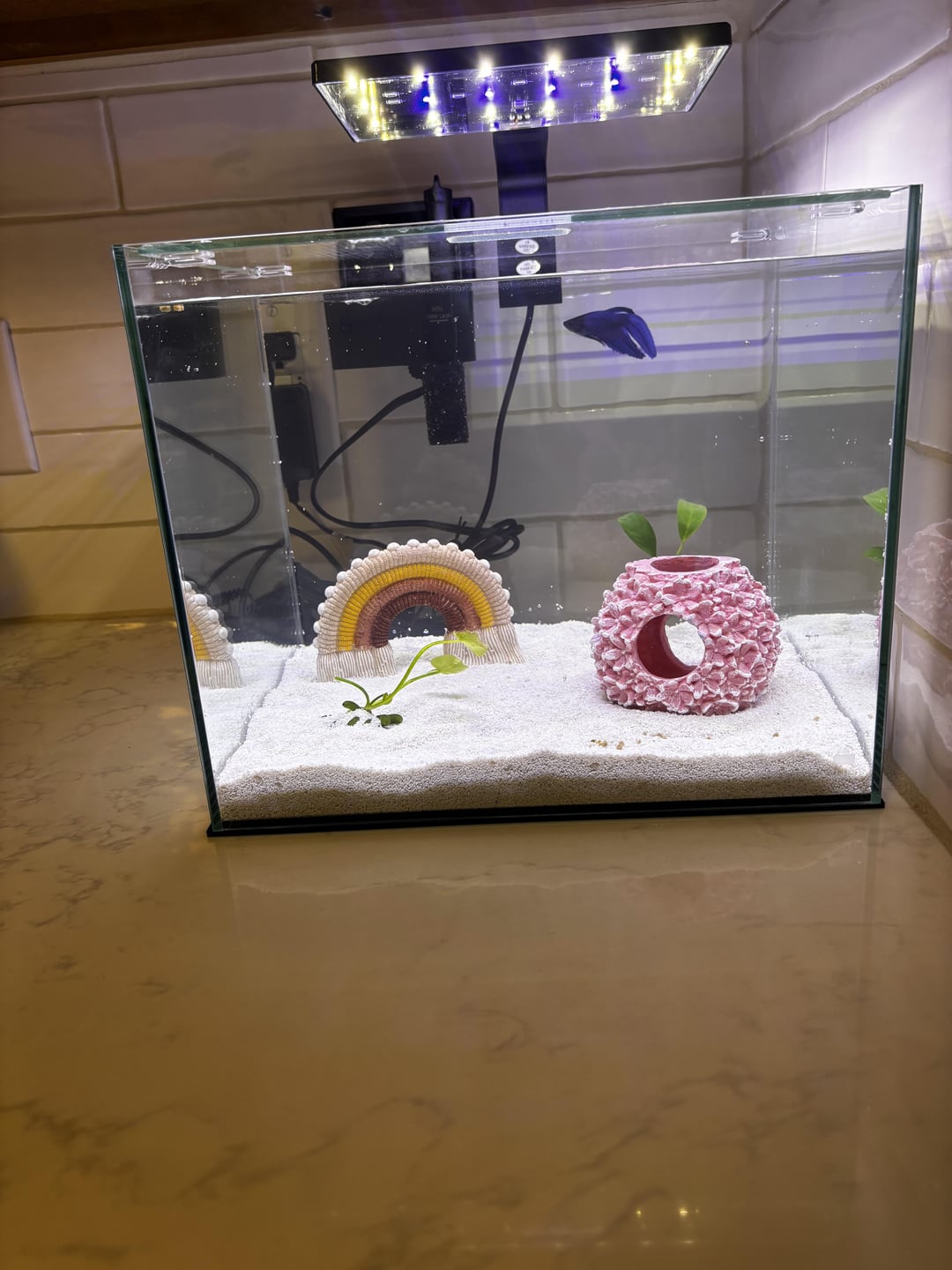 Betta Fish: First Time Betta Owner! Good Setup? - Flake Food
