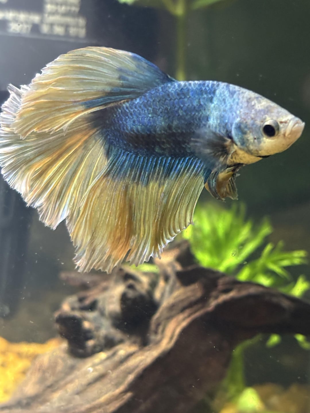 Betta Fish: 7 days difference - Flake Food