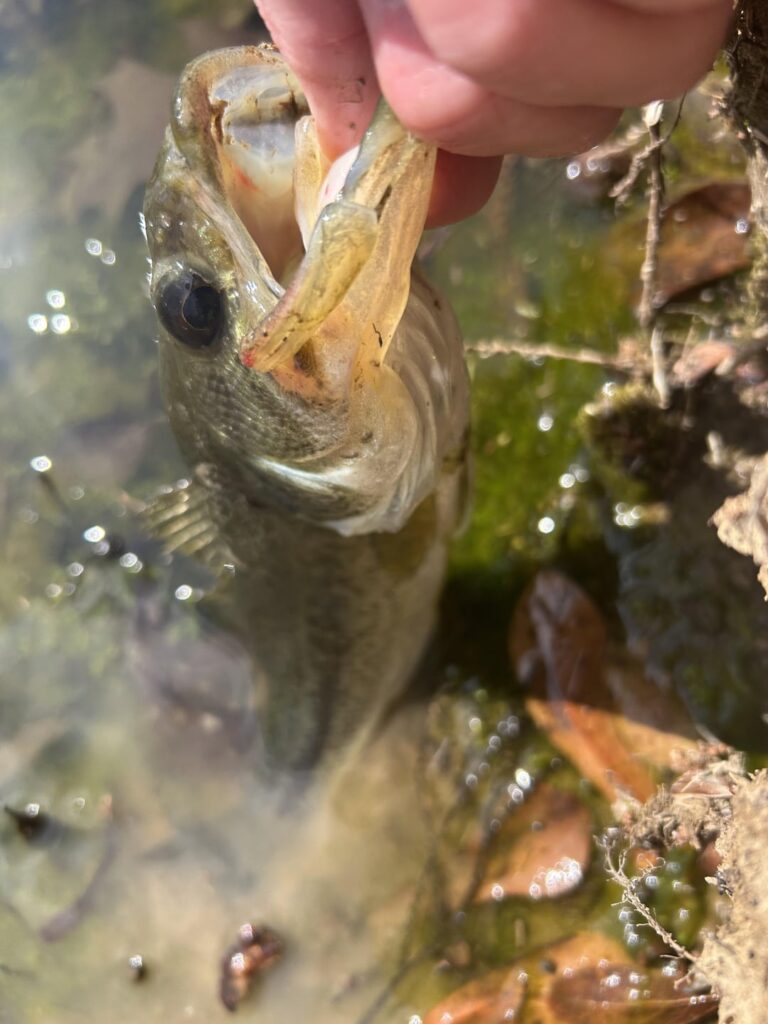 Any idea what happened to this bass?