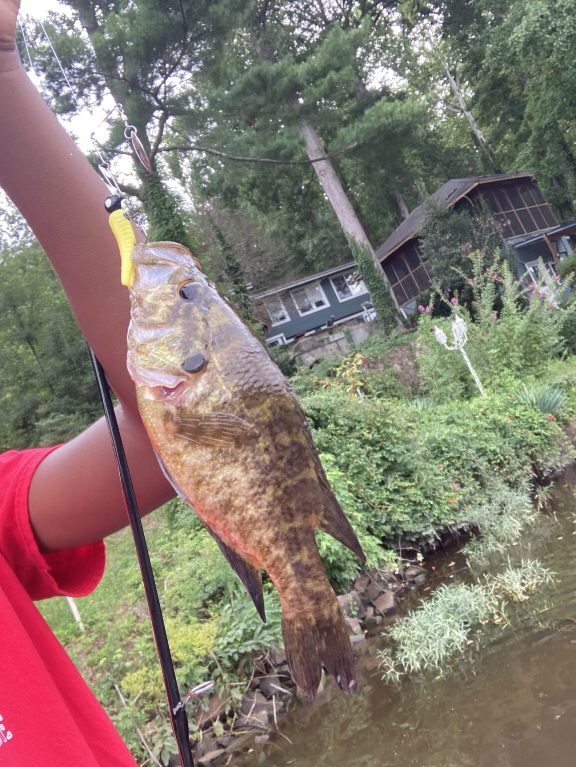 Warmouth or jaguar cichlid??