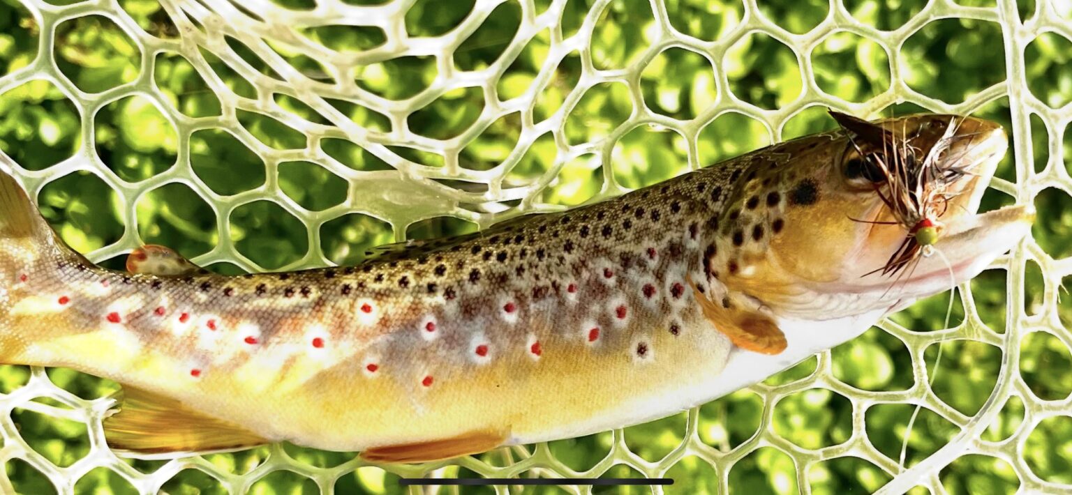 Wild browns do it for me