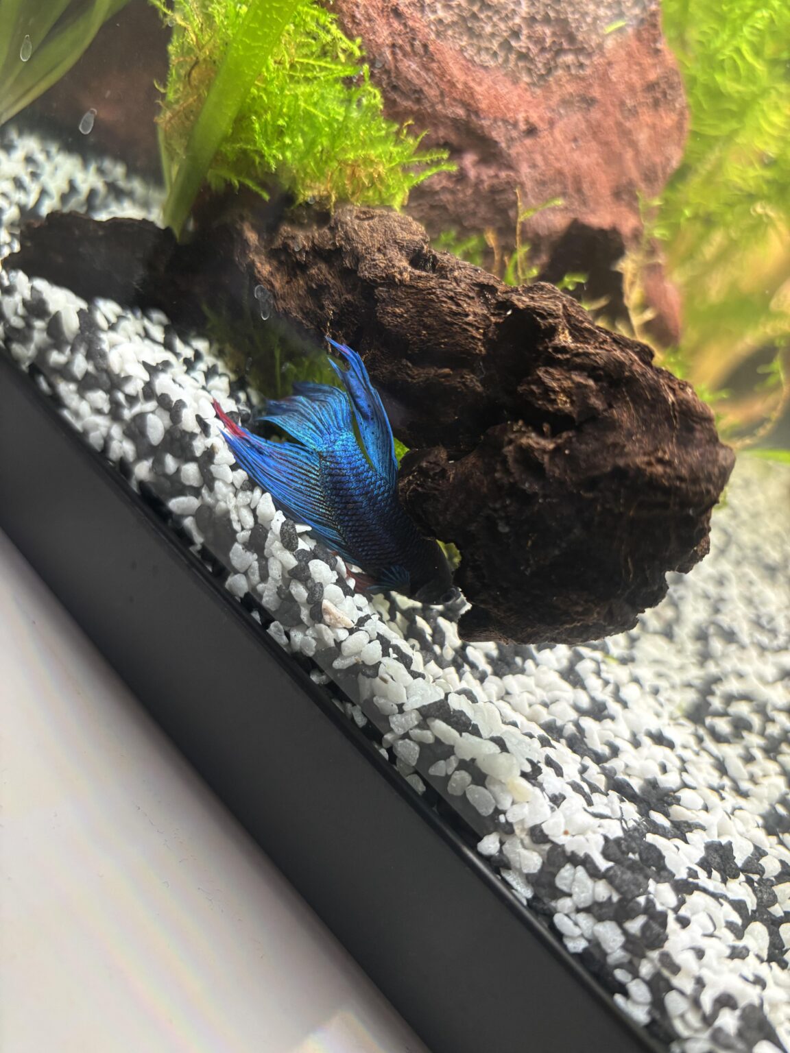‘Mom…why have you put scary shrimp in my tank?!’