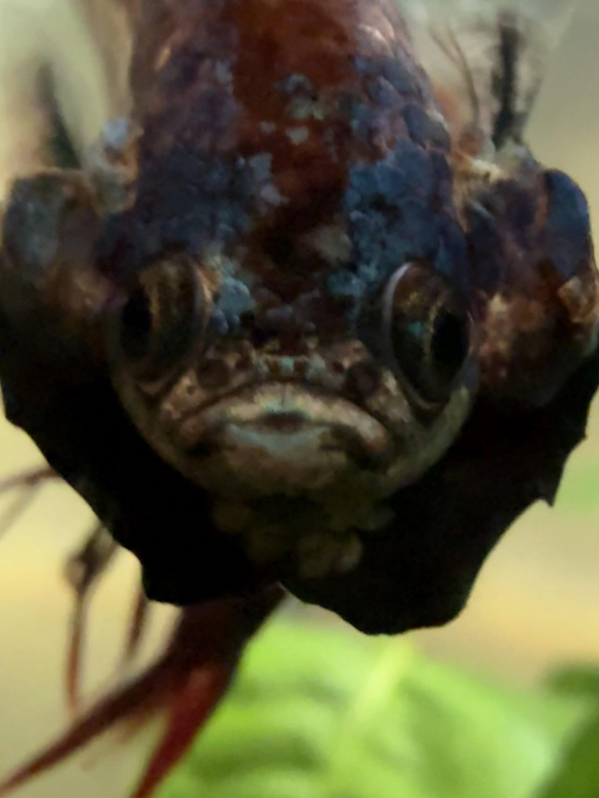 Ugrumpy Fish Betta Fish: Mr. Grumpy - Flake Food