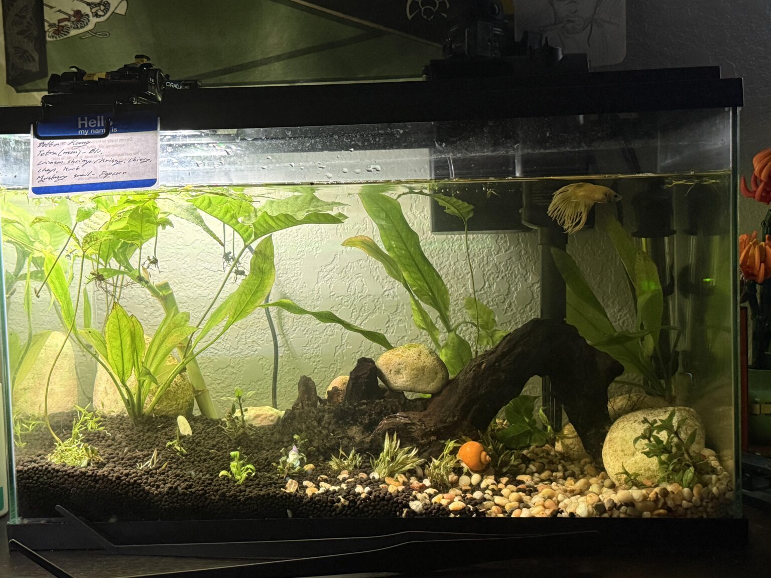 Betta Fish: New 10 gallon New 10 gallon