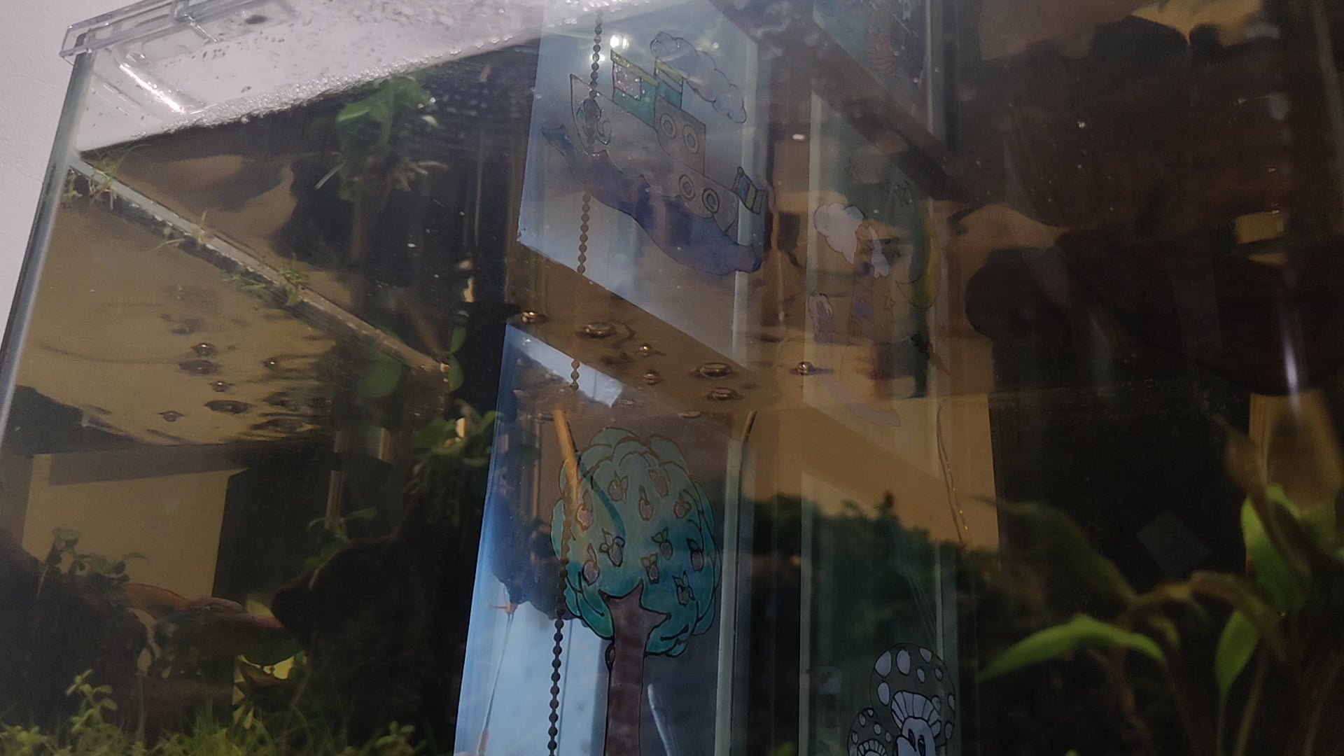 Betta Fish: How much surface agitation is enough? - Flake Food