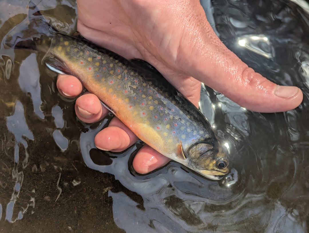 Annual trout camp was once again a success - Flake Food