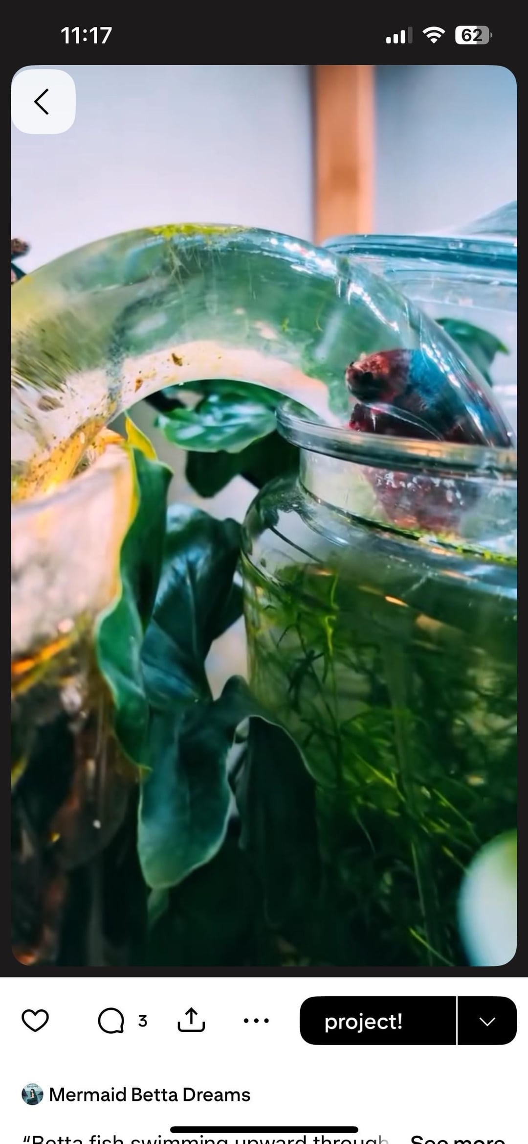 Betta Fish: Hello little fish-shaped dog owners! - Flake Food