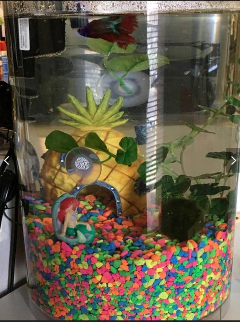 Shitty Aquarium