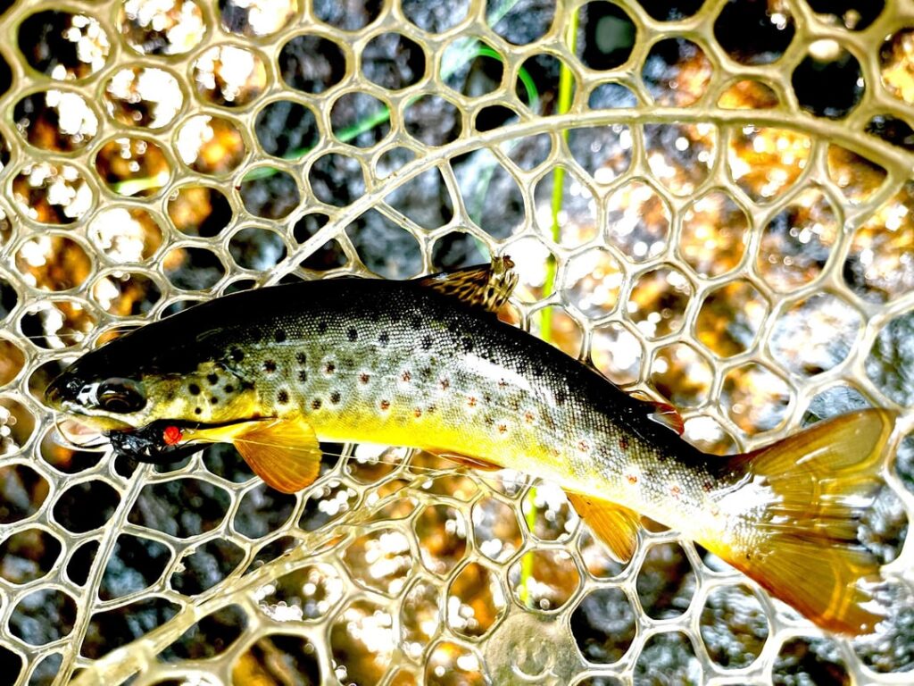 Wild browns, stockers and maybe a wild rainbow?