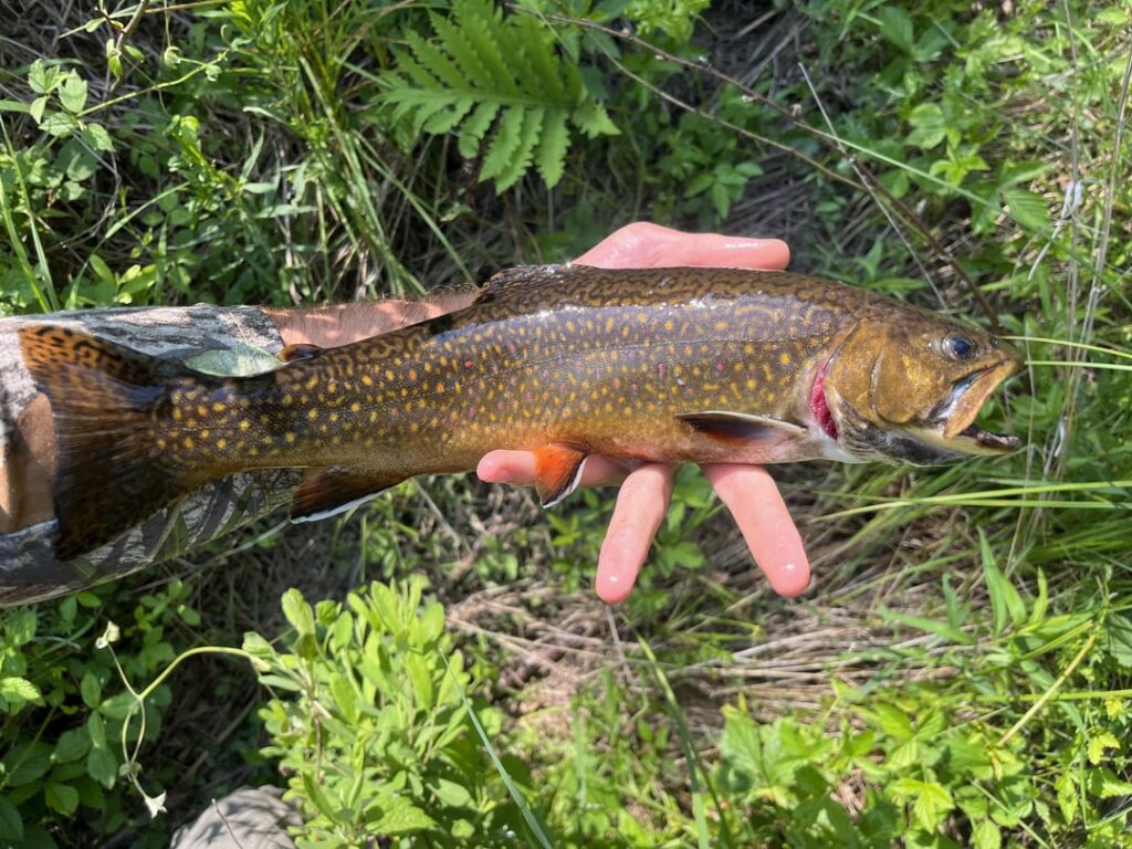 Opinion/Discussion – Big trout in Small Streams Opinion/Discussion - Big trout in Small Streams