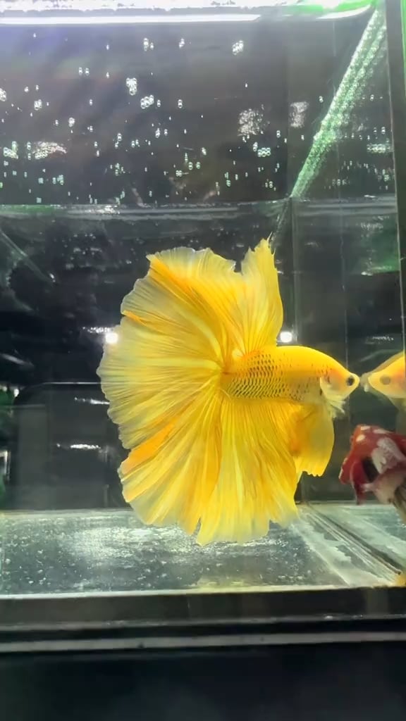 Super Yellow HM
