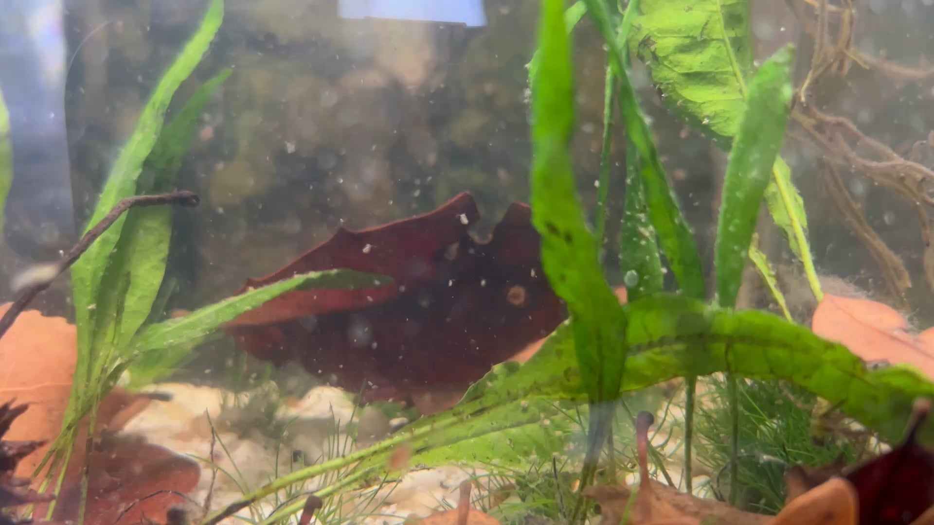 Aquariums: My mini microfauna culture tank (moina, rotifer, scuds ...