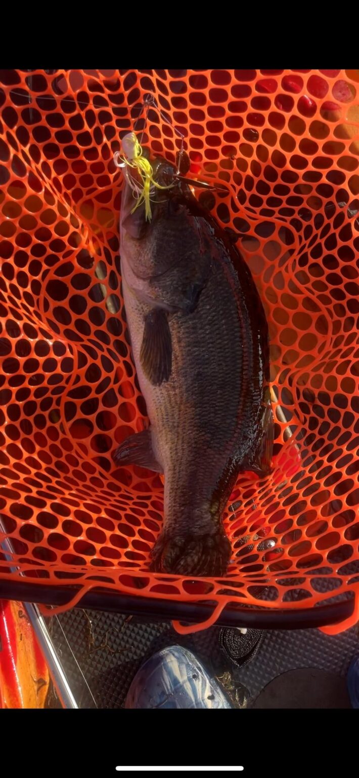 5lb 11oz slow rollin the 1oz Spinnerbait with #8 copper willowleaf