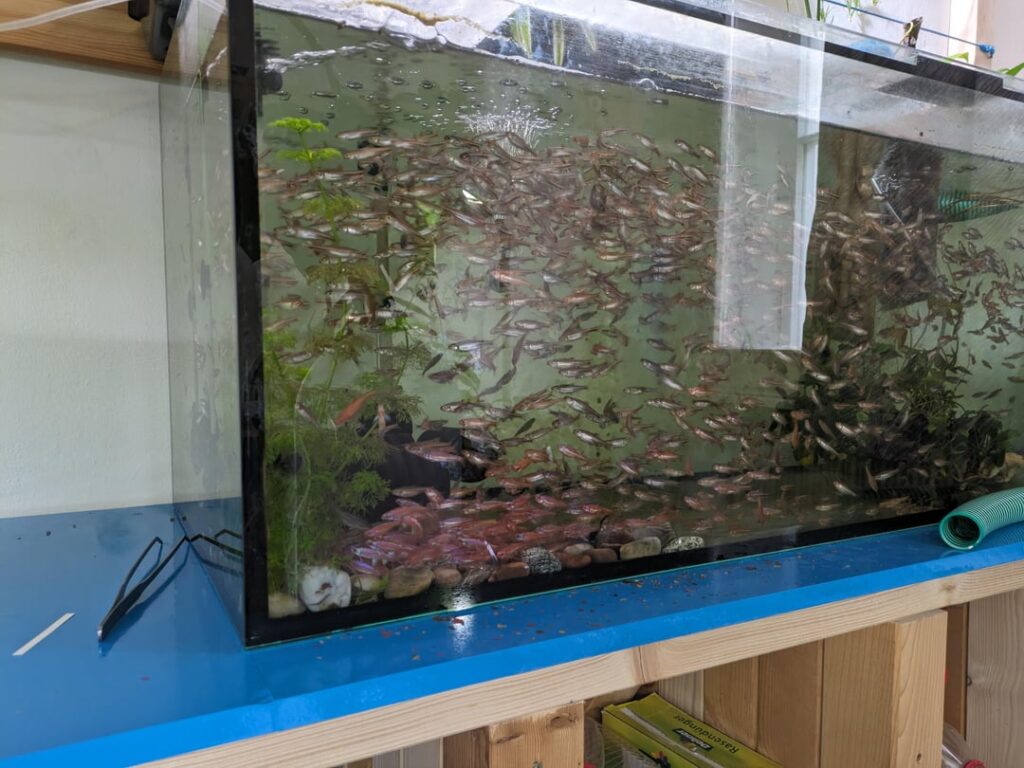 Aquariums: Had a little luck breeding Notropis chrosomus aka Rainbowshiner Had a little luck breeding Notropis chrosomus aka Rainbowshiner