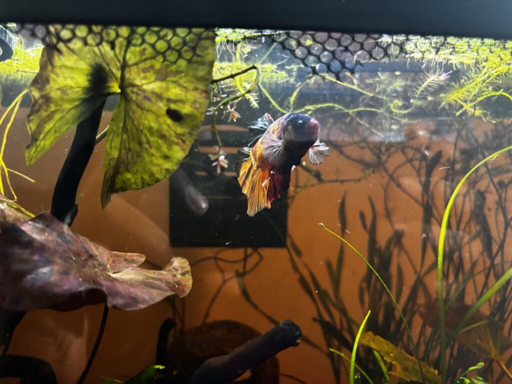 Mr. Bean