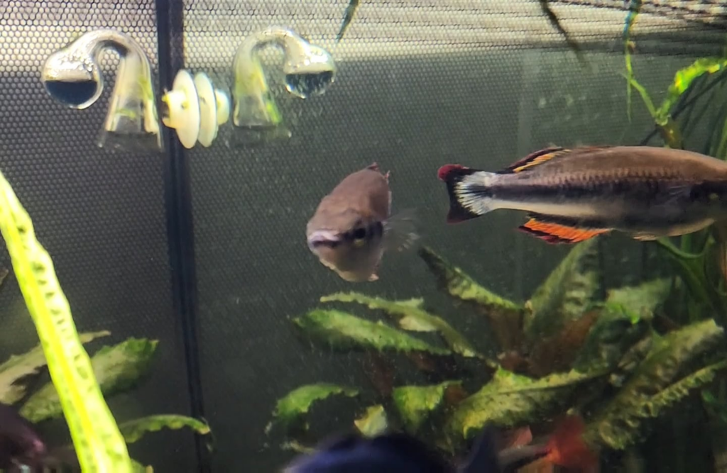 I was told this guy was a Madagacar Rainbowfish but he is much more vibrant than the google photos and a little different in shape. What say you guys?